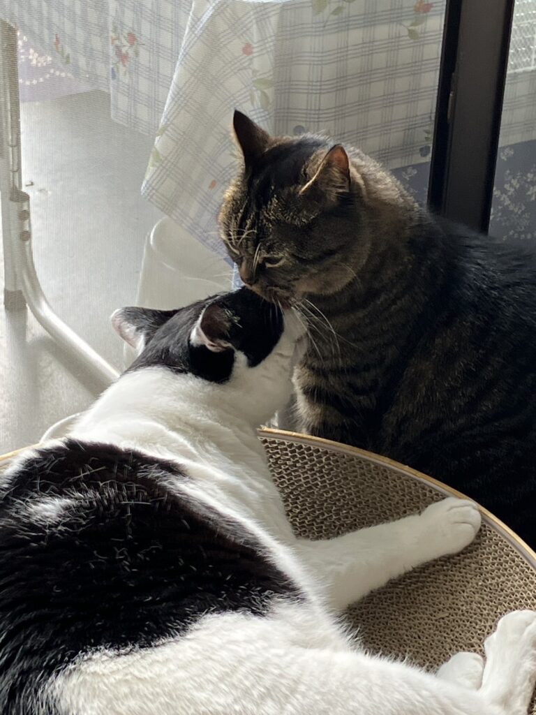 仲良しねこ