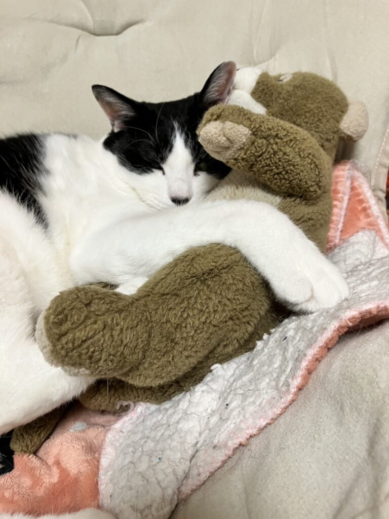 ぬいぐるみねこ
