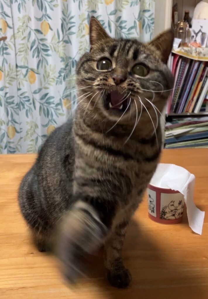 猫草と戦うねこ