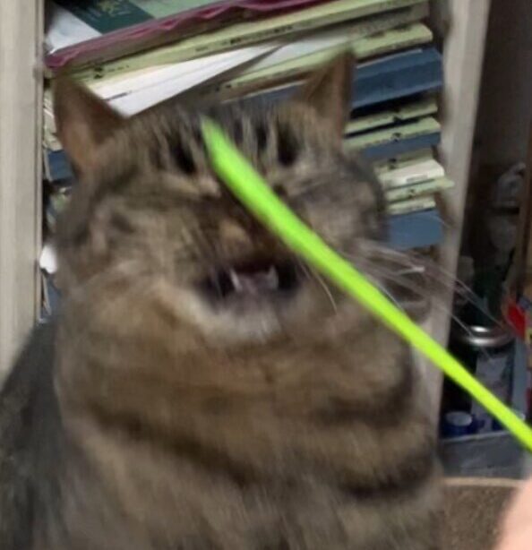 猫草と戦うねこ２