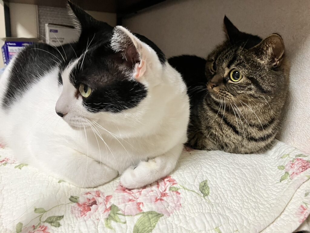 同じ方向をみるねこ