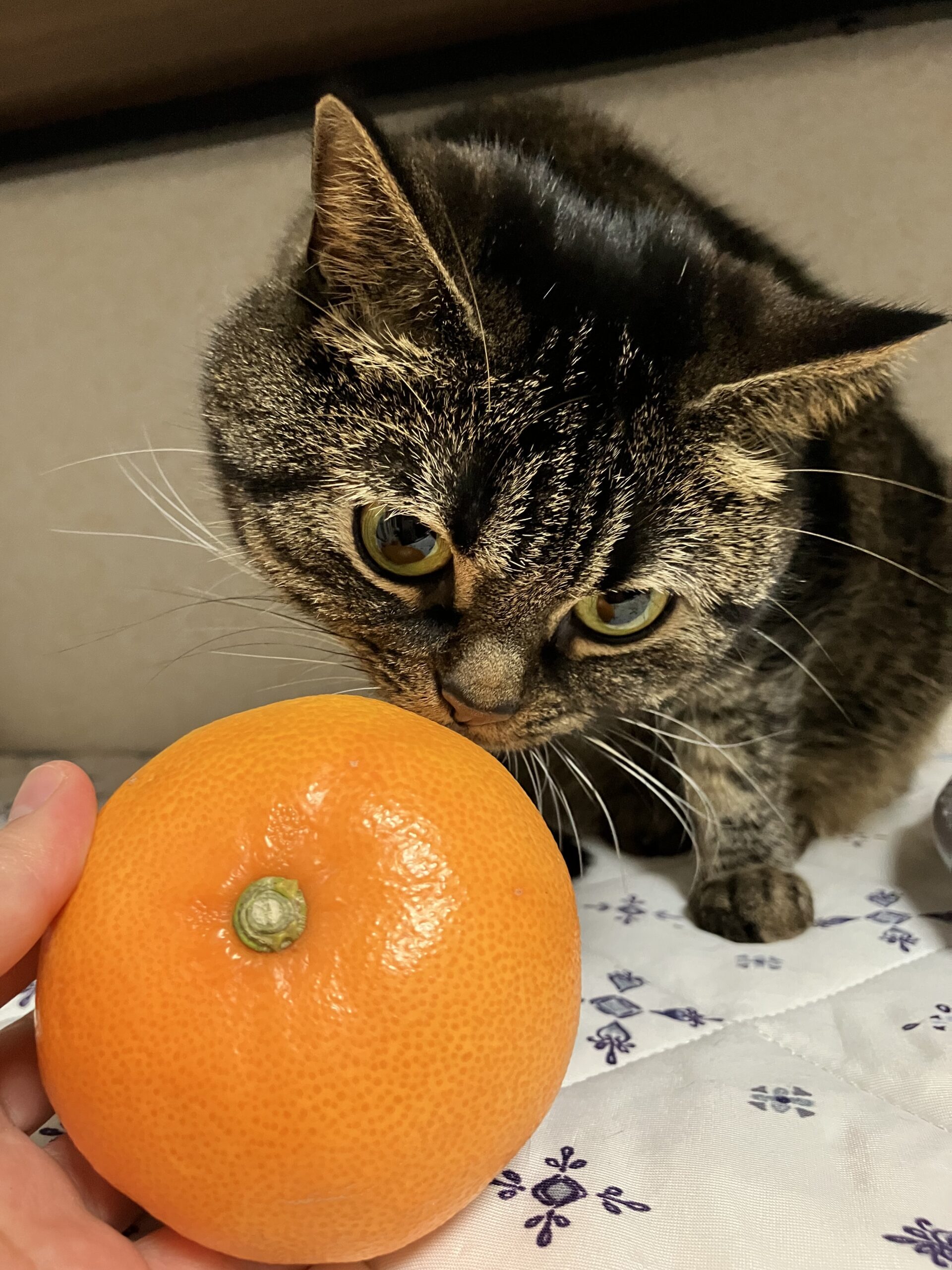 みかんねこ
